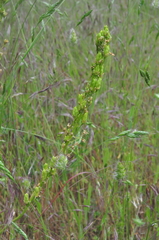 Toxicoscordion venenosum