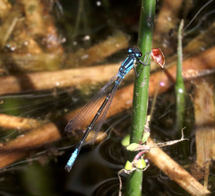 Ischnura erratica