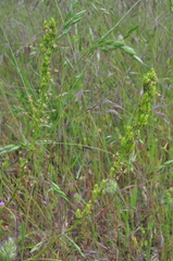 Toxicoscordion venenosum