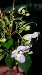 Ruellieae