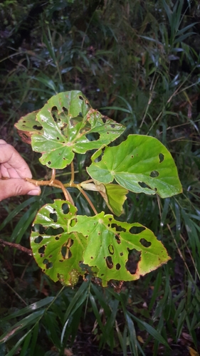 Begonia humbertii