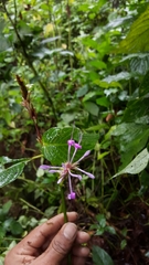 Brachystephanus
