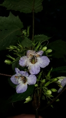 Ruellieae