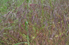 Bromus sterilis