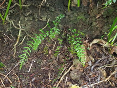 Blechnum molle