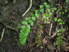 Blechnum molle