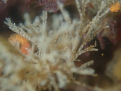 Bugulidae