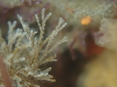 Bugulidae