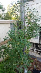 Pittosporum ralphii