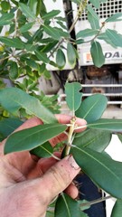 Pittosporum ralphii