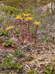 Dudleya caespitosa