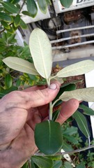 Pittosporum ralphii