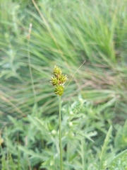Carex brevior
