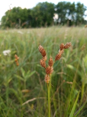Carex brevior