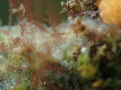 Botryllus schlosseri