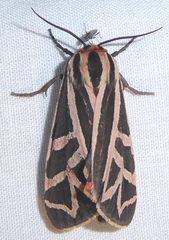 Apantesis phyllira