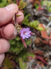 Epilobium ciliatum watsonii