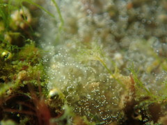 Botryllus schlosseri