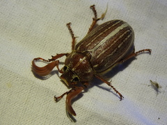 Polyphylla monahansensis