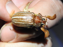 Polyphylla monahansensis