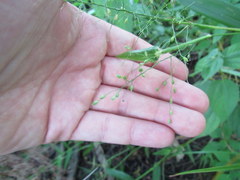 Dichanthelium sphaerocarpon