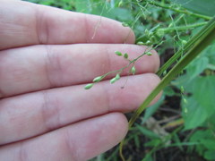 Dichanthelium sphaerocarpon