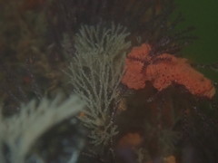 Bugulidae
