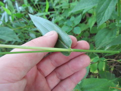 Dichanthelium sphaerocarpon