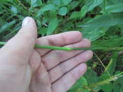 Dichanthelium sphaerocarpon