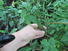 Dichanthelium sphaerocarpon