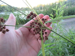Scirpus georgianus