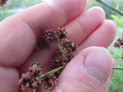 Scirpus georgianus