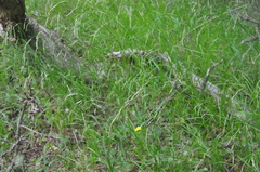 Melica subulata