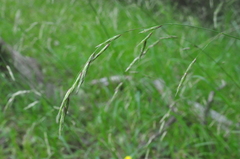 Melica subulata