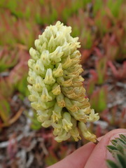 Astragalus pycnostachyus pycnostachyus