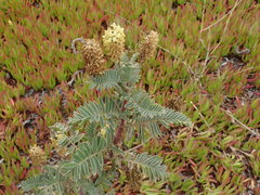 Astragalus pycnostachyus pycnostachyus