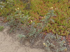 Astragalus pycnostachyus pycnostachyus