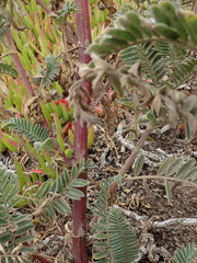 Astragalus pycnostachyus pycnostachyus