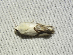 Ponometia cuta