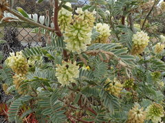 Astragalus pycnostachyus pycnostachyus