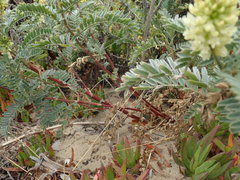 Astragalus pycnostachyus pycnostachyus