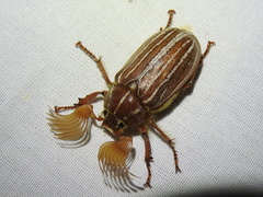 Polyphylla monahansensis