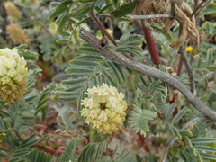 Astragalus pycnostachyus pycnostachyus