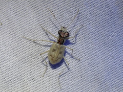 Ellipsoptera lepida