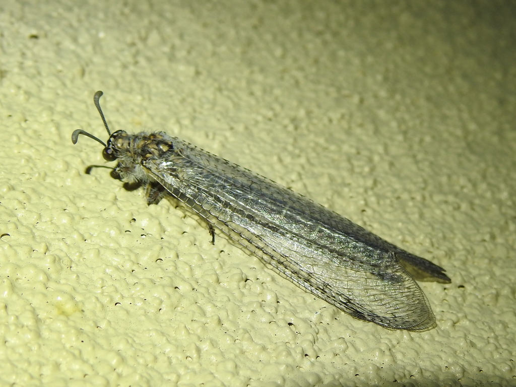 Paranthaclisis hageni
