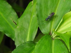 Trirogma caerulea