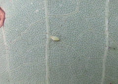 Illinoia liriodendri