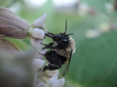 Anthophora bomboides bomboides
