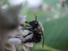 Anthophora bomboides bomboides
