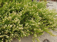 Baccharis pilularis pilularis